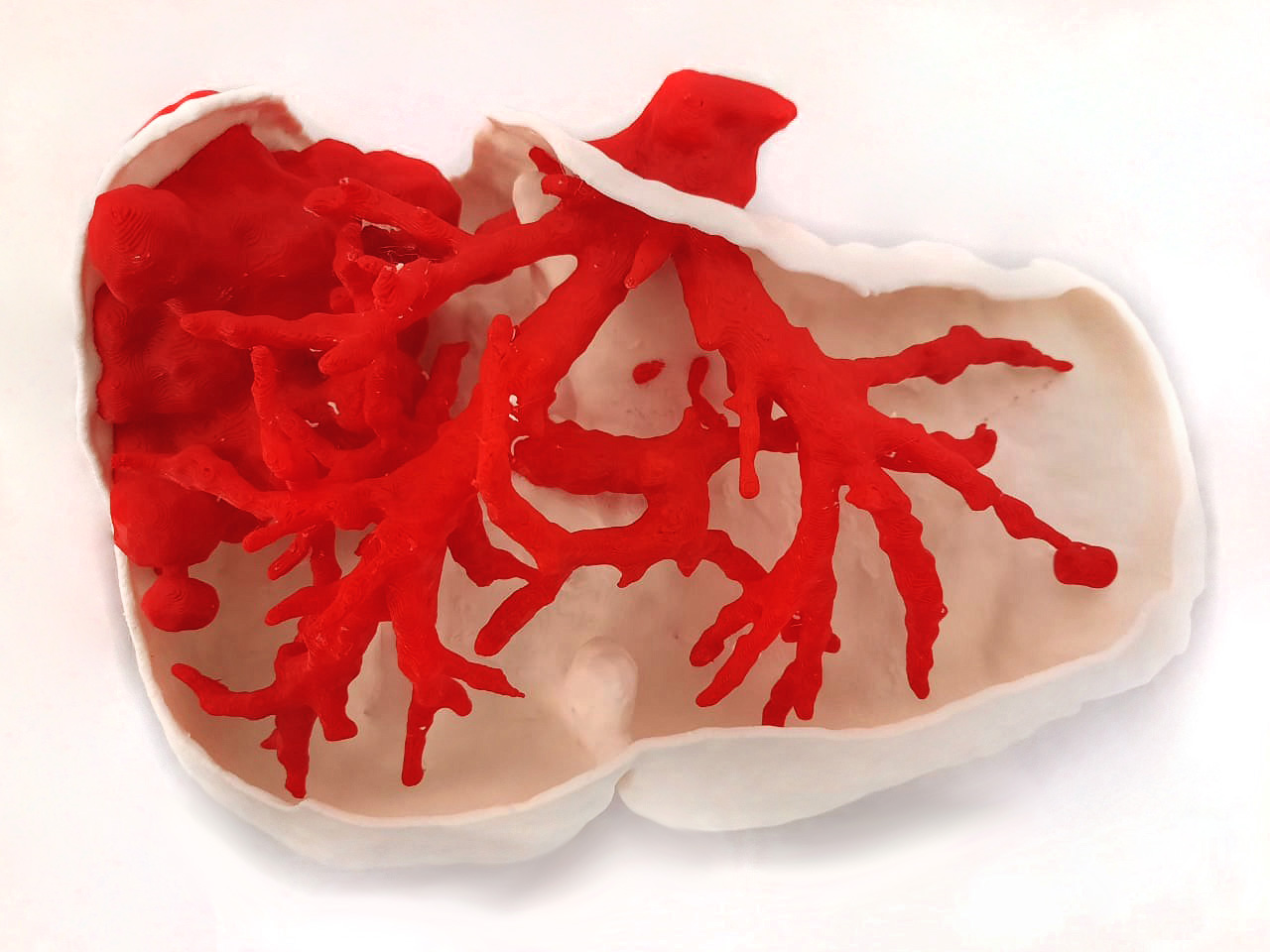 3D Liver Biomodel
